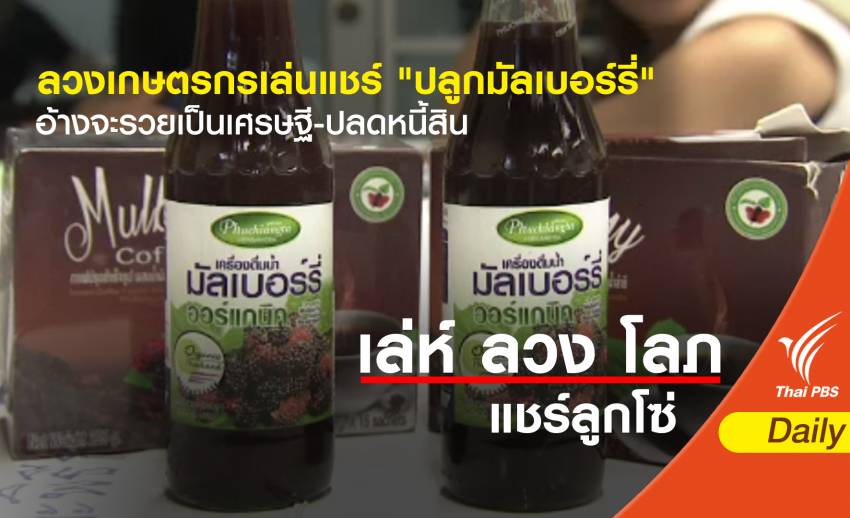 อ้างจะรวยเป็นเศรษฐี-ปลดหนี้สิน เกษตรกรถูกลวงเล่นแชร์ "ปลูกมัลเบอร์รี่"