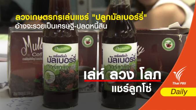 อ้างจะรวยเป็นเศรษฐี-ปลดหนี้สิน เกษตรกรถูกลวงเล่นแชร์ "ปลูกมัลเบอร์รี่"