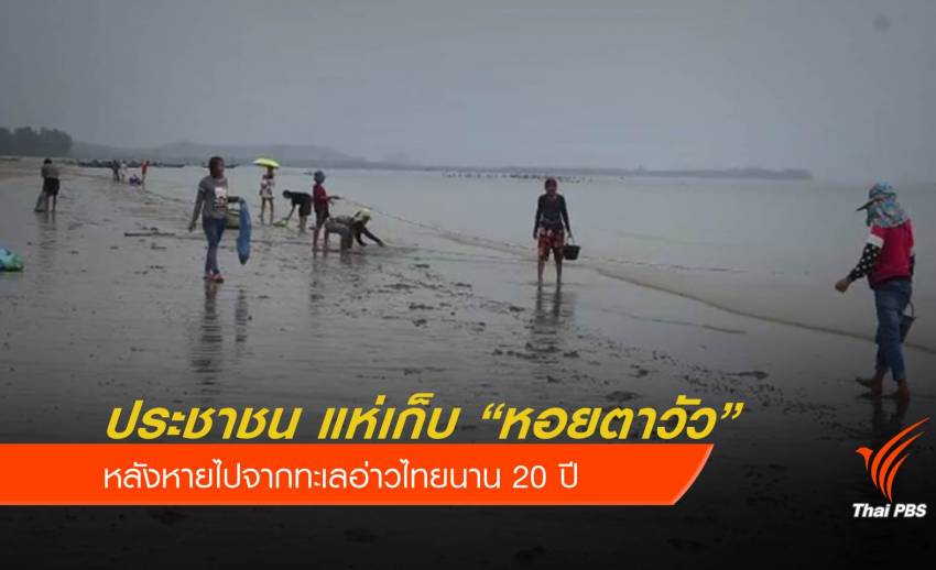 กลับมาแล้ว “หอยตาวัว” หลังหายจากทะเลอ่าวไทยนาน 20 ปี 