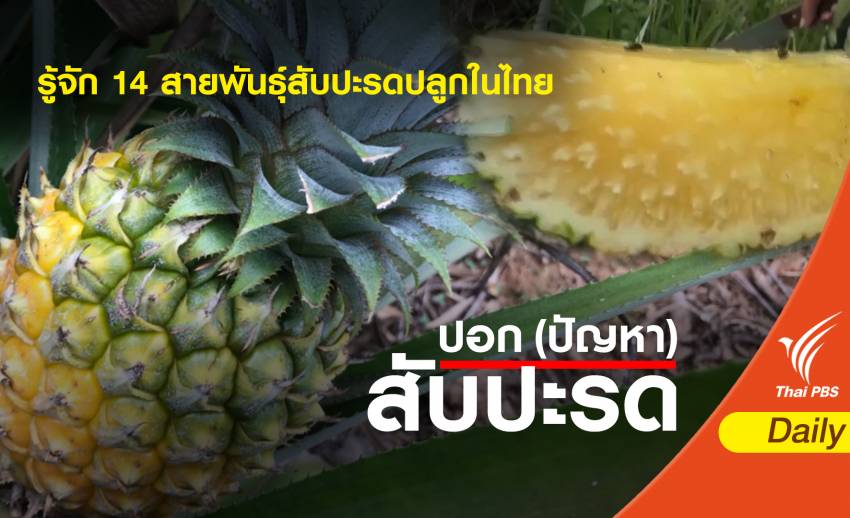 รู้จัก 14 สายพันธุ์สับปะรดปลูกในไทย