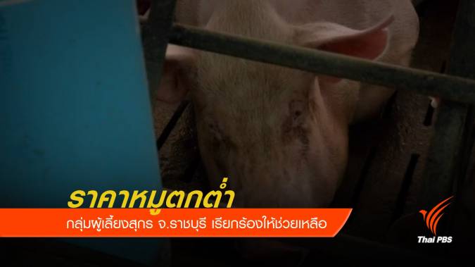 กลุ่มผู้เลี้ยงสุกร จ.ราชบุรี เรียกร้องช่วยเหลือราคาหมูตกต่ำ