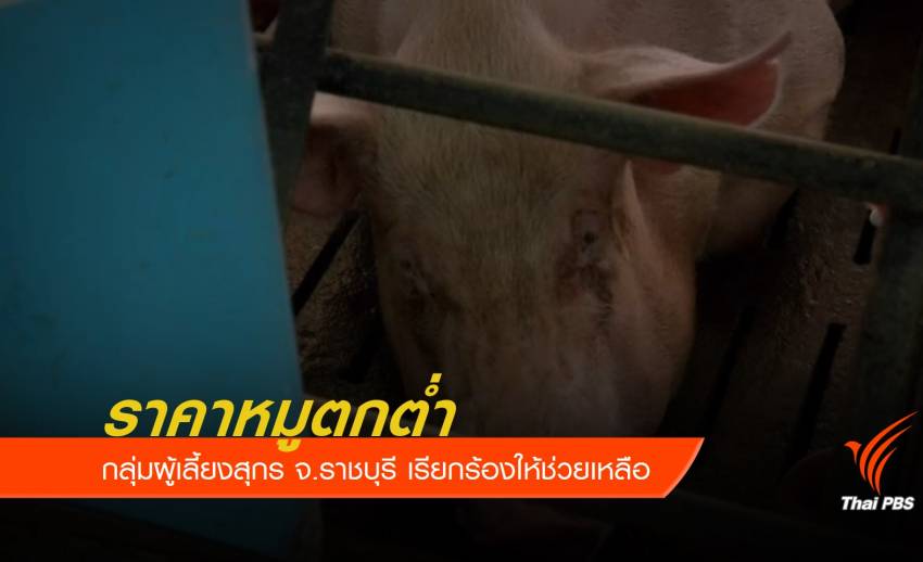 กลุ่มผู้เลี้ยงสุกร จ.ราชบุรี เรียกร้องช่วยเหลือราคาหมูตกต่ำ