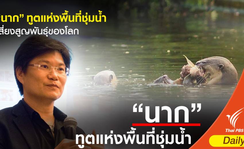 "นาก" ทูตแห่งพื้นที่ชุ่มน้ำ เสี่ยงสูญพันธุ์ของโลก