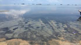 คพ.ชี้แจงน้ำเสียทะลักหาดบางเสร่ มาจากชุมชน-สถานประกอบการ