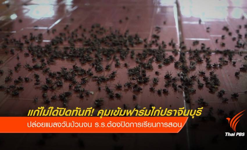 กองทัพแมลงวันป่วน ร.ร. คุมเข้มฟาร์มไก่ปราจีนบุรี แก้ไม่ได้ปิดทันที!
