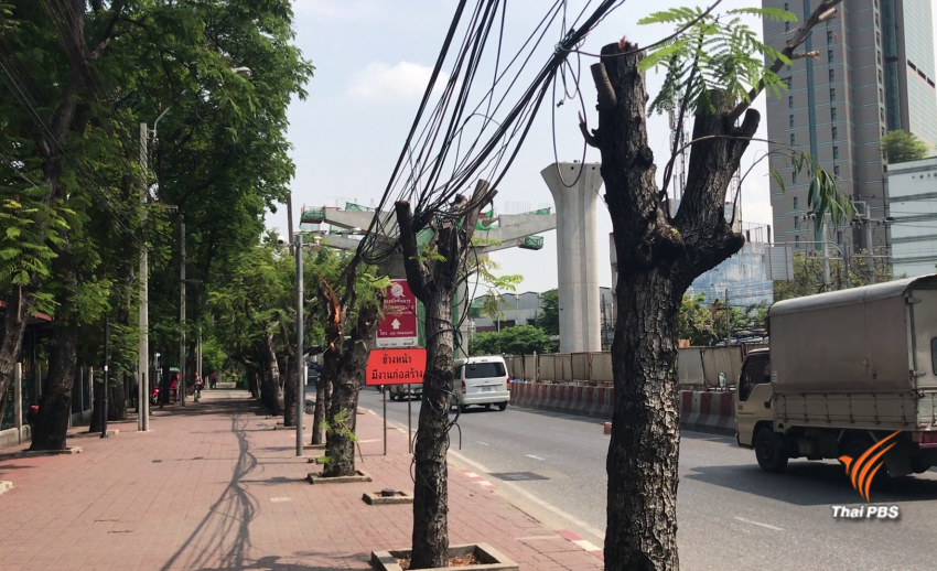 อิตาเลียนไทย ระบุ ตัดต้นไม้ เหตุเร่งสร้างสะพานข้าม – พร้อมจ่ายค่าเสียหาย