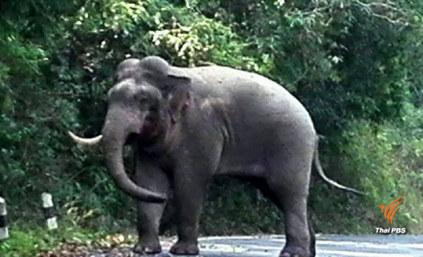 ช้างป่าเขาใหญ่ สู้กันกลางถนนจนงาหัก