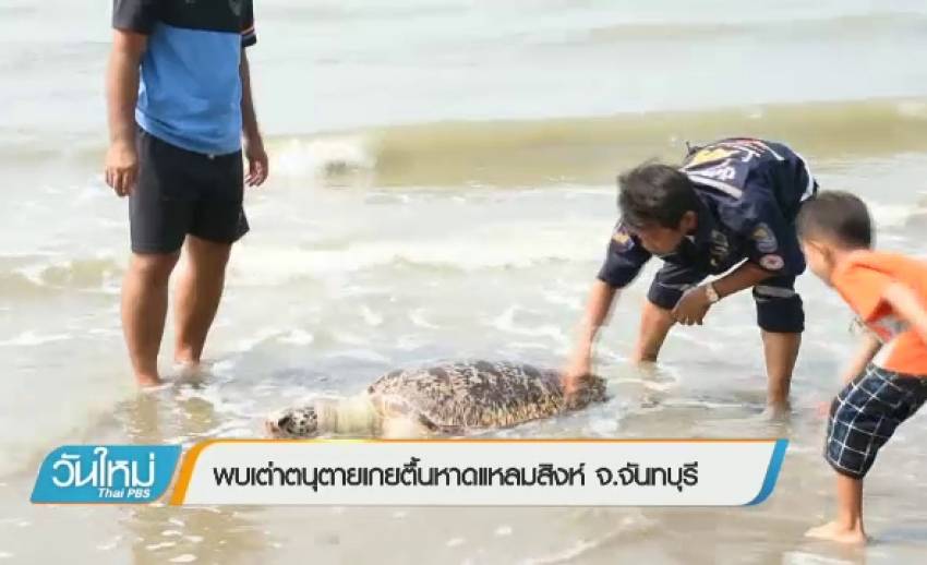 พบเต่าตนุตายเกยตื้นหาดแหลมสิงห์ จ.จันทบุรี