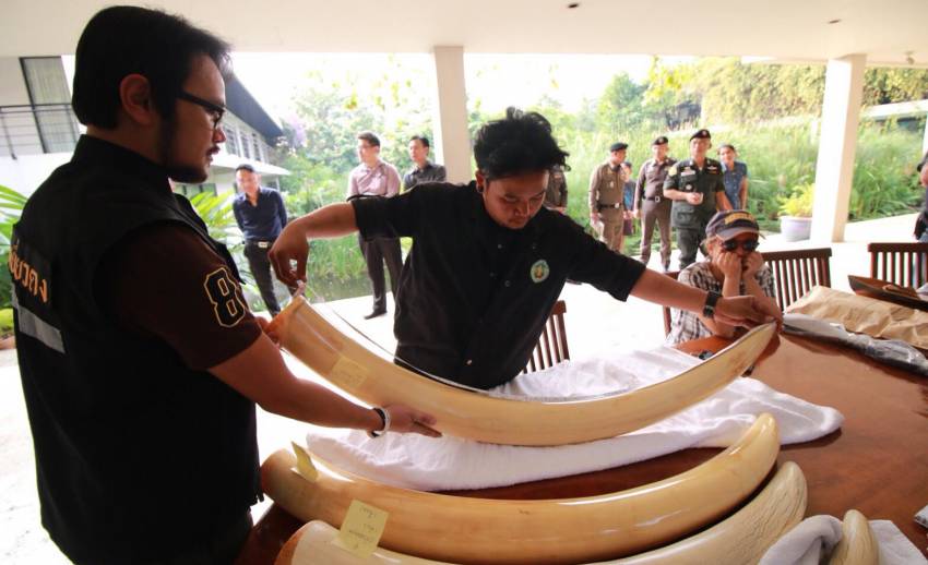 ปสท.ให้ทีมนิติฯสัตว์ป่าเก็บตัวอย่างงาช้าง2 คู่พิสูจน์ DNA