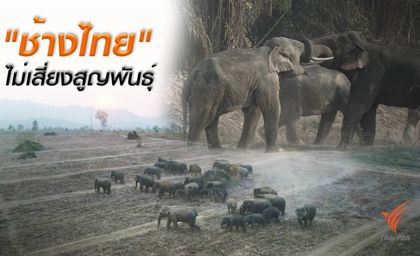 ข่าวดี "ช้างไทย" ไม่เสี่ยงสูญพันธุ์-ป่าตะวันออกเพิ่มร้อยละ 10 