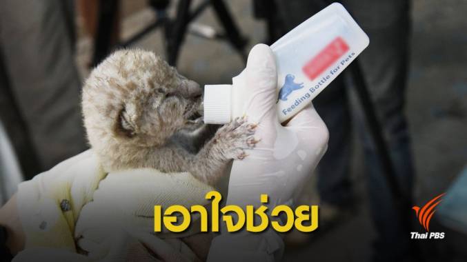 ดูแลใกล้ชิด "ลูกเสือดาวเผือก" ถูกวางยาสลบรอดถูกส่งไปอินเดีย