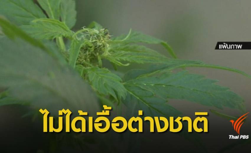 สธ.ยืนยันดำเนินการกัญชาเพื่อประโยชน์คนไทย-ไม่ได้เอื้อต่างชาติ