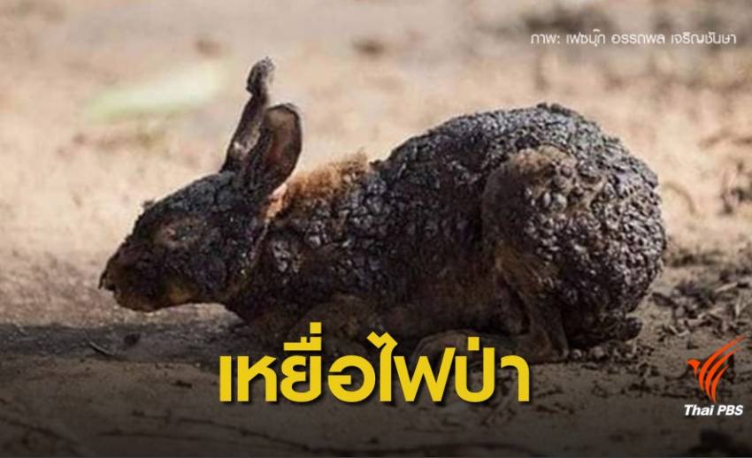 บิ๊กกรมป่าไม้ ปลุกคนหยุดเผาป่า คร่าชีวิตสัตว์ - ป่าวอด 2.7 หมื่นไร่