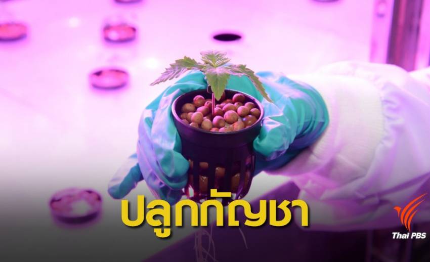 ปลูกแล้ว! กัญชาทางการแพทย์ แห่งแรกของอาเซียน ผลิตยาล็อตแรกเดือน ก.ค.