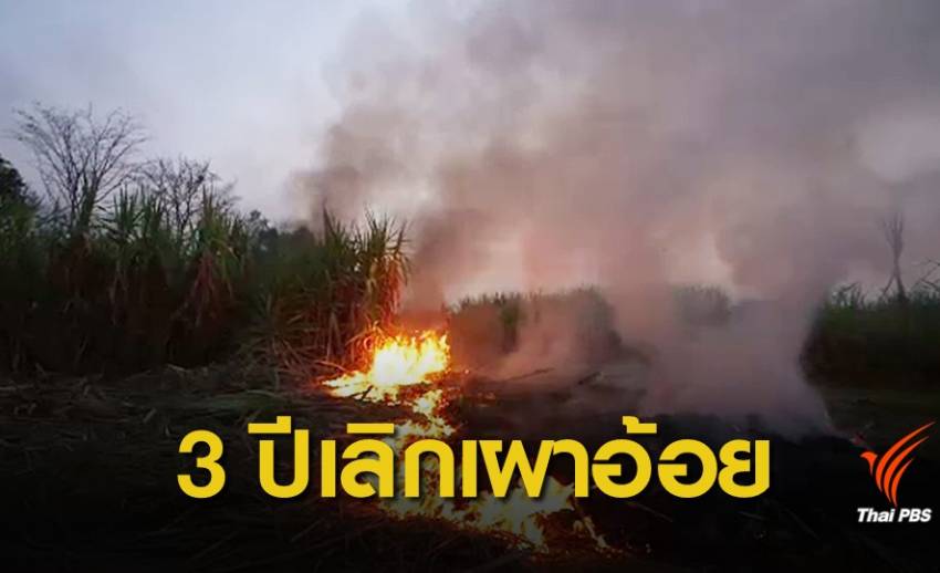 เตรียมชง ครม.เคาะแผนแก้อ้อยไฟไหม้ ตั้งเป้า 3 ปีเลิกเผา