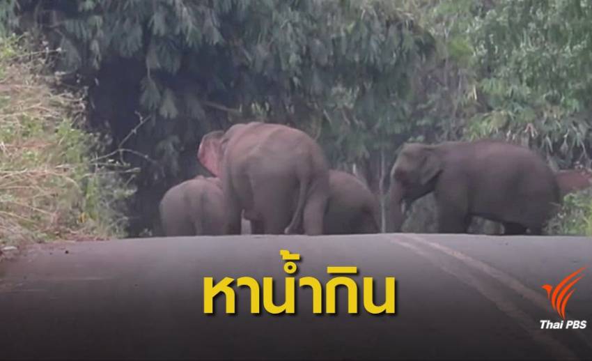 ช้างรวมโขลงออกจากป่าหาน้ำกิน