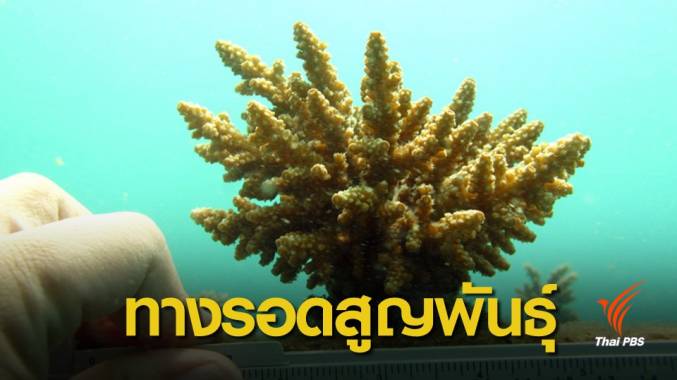 ครั้งแรกของโลก! ไทยเพาะปะการังจากสเปิร์มแช่เยือกแข็ง