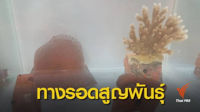 ครั้งแรกของโลก! ไทยเพาะปะการังจากสเปริ์มแช่เยือกแข็ง