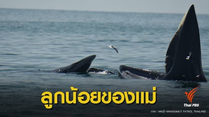 ข่าวดี ! ลูกวาฬบรูด้าเกิดใหม่อีก 1 ตัวว่ายน้ำไม่ห่างแม่สาคร