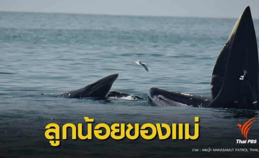 ข่าวดี ! ลูกวาฬบรูด้าเกิดใหม่อีก 1 ตัวว่ายน้ำไม่ห่างแม่สาคร
