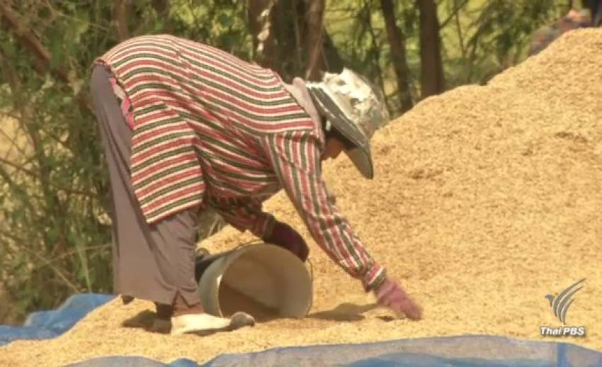 ข่าวเด่น 2559 : จับตาอนาคตชาวนา-ราคาข้าว ปี 2560