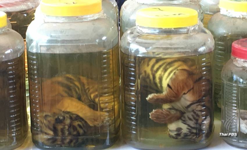 อุทยานฯ มึนดีเอ็นเอลูกเสือดอง 10 ตัวไม่ตรงกับเสือโคร่งของกลาง 147 ตัว