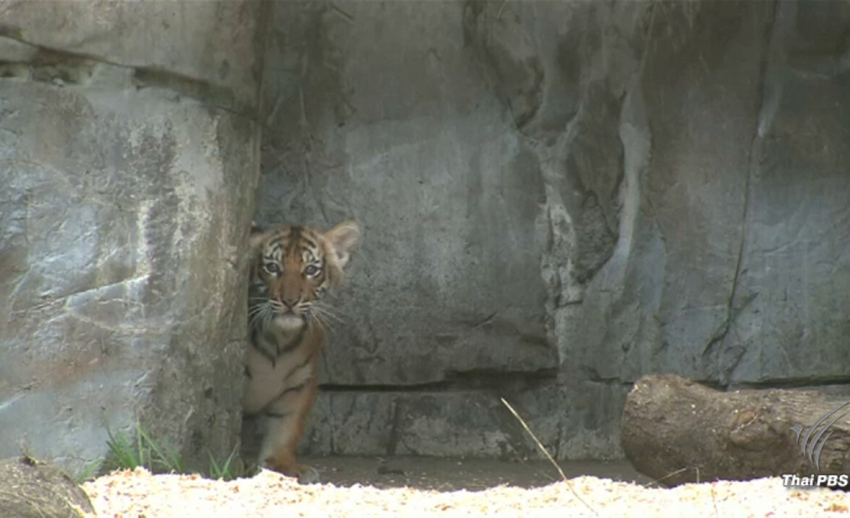 สวนสัตว์สหรัฐฯเปิดตัวลูกเสือโคร่งหายาก 