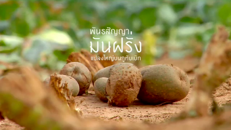 พลิกปมข่าว : พันธสัญญา มันฝรั่งแปลงใหญ่บนภูทับเบิก