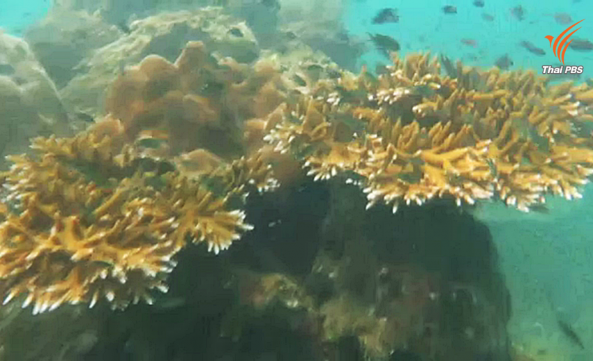 พบแหล่งปะการังสมบูรณ์ที่หาดวนกร จ.ประจวบคีรีขันธ์