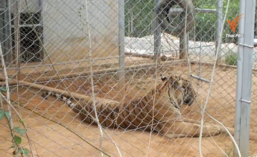 กรมอุทยานฯ ตรวจเยี่ยมเสือของกลางจากวัดป่าหลวงตาบัวฯ พบตาย 1 ตัว