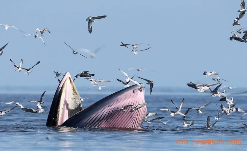ชง “วาฬบรูด้า-วาฬโอมุระ-ฉลามวาฬ-เต่ามะเฟือง” เข้าบัญชีสัตว์สงวนวันนี้ 
