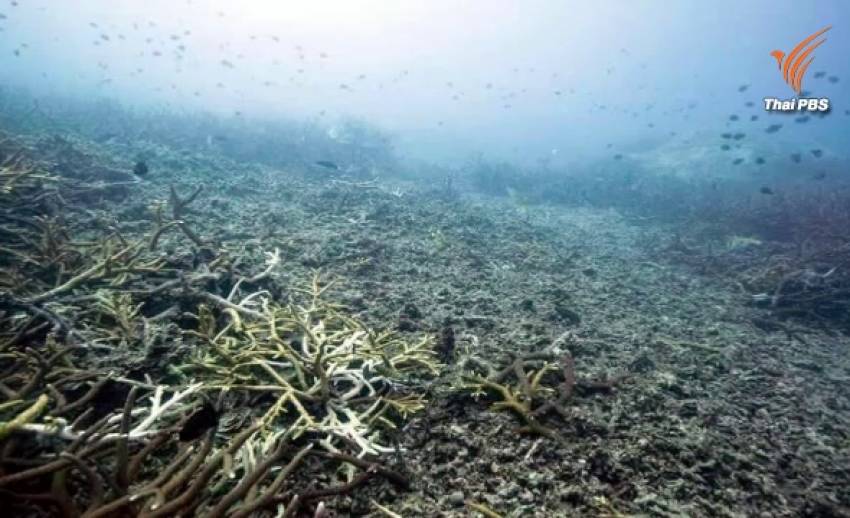 "ดร.ธรณ์" คาดประมงต่างชาติเกี่ยวข้องระเบิด-อวนลากทำลายปะการังเกาะโลซิน จี้รัฐเร่งเยียวยา
