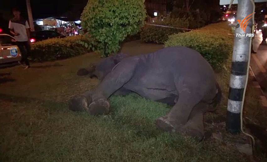 ช้างเร่ร่อนถูกไฟดูดล้มที่เกาะกลางถนน จ.นครนายก