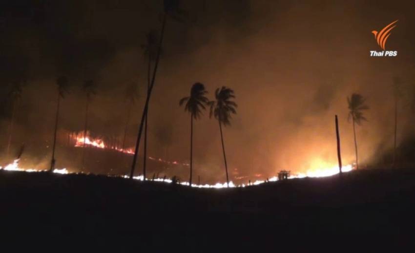  ไฟไหม้ป่า-สวนมะพร้าวบนเกาะสมุยเสียหายกว่า 60 ไร่  