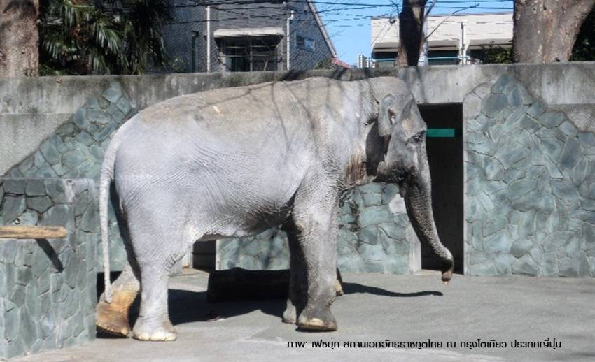 "ฮานาโกะ" เจ้าของฉายา "ช้างผู้โดดเดี่ยว" ล้มแล้วที่สวนสัตว์ในญี่ปุ่น