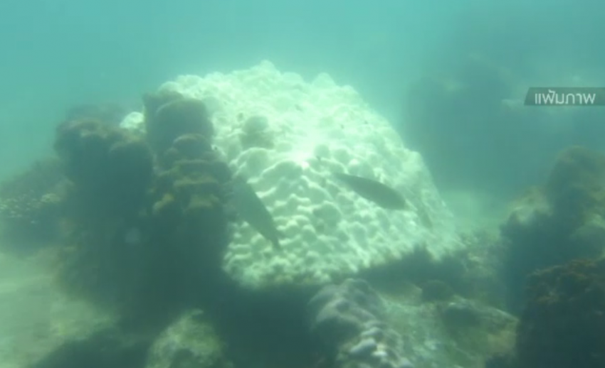 นักวิชาการแนะเฝ้าระวังปะการังฟอกขาว หลังอุณหภูมิน้ำทะเลสูงเกิน 30 องศาฯ