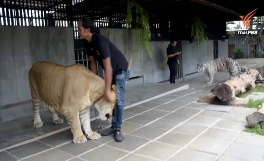 จนท.อุทยานฯตรวจซาฟารีหัวหิน พบเสือ 40 ตัว ระบุนำเข้าจากต่างประเทศ