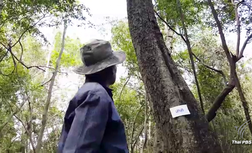 "ไม้จันทน์หอม" แห่งผืนป่ากุยบุรี ไม้พิเศษสำหรับพระราชพิธีถวายพระเพลิง