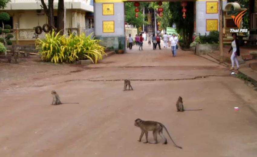 สาธารณสุขกระบี่เตือนอย่าตื่นตระหนกเชื้อชิคุนกุนยาที่พบในลิง