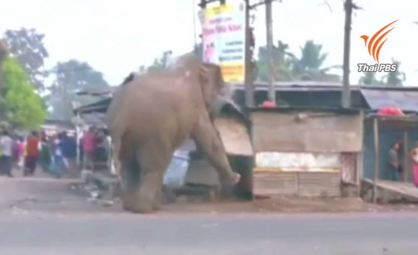 ช้างป่าทำลายบ้านเรือนในรัฐเวสท์ เบงกอล อินเดีย