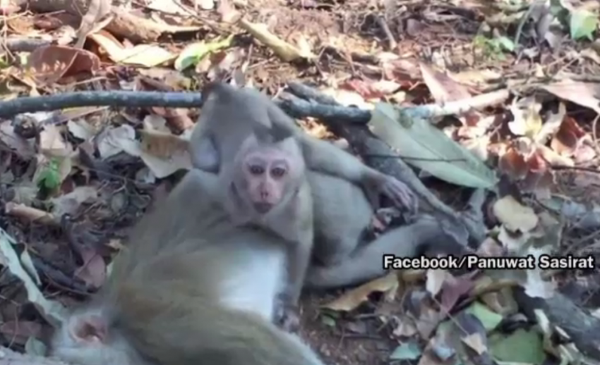 จนท.อุทยานฯ เขาใหญ่ปล่อยลูกลิงกลับเข้าฝูง หลังแม่ถูกรถชนตาย