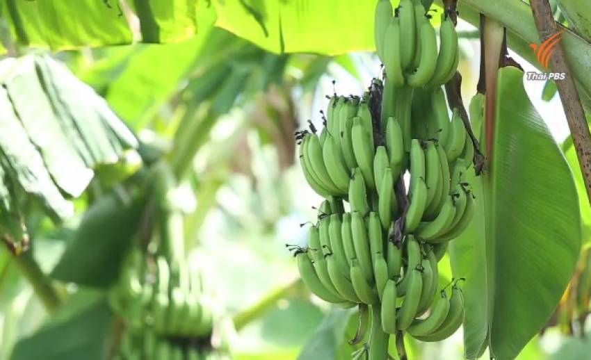 วิกฤตกล้วยหอม ภัยแล้งเป็นเหตุทำกล้วยแพง-ผลลีบเล็ก