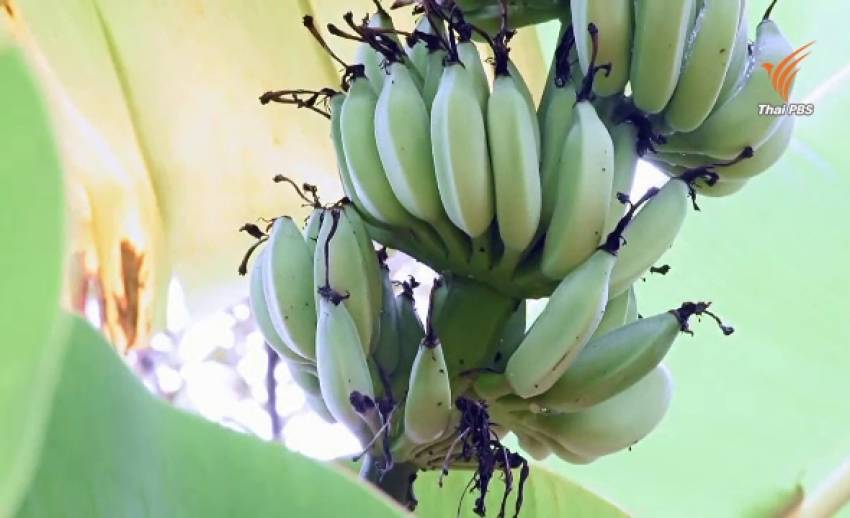 ภัยแล้งกระทบ "กล้วยหอม-กล้วยน้ำว้า" ขาดตลาด บางพื้นที่ราคาพุ่งหวีละ 70 บาท