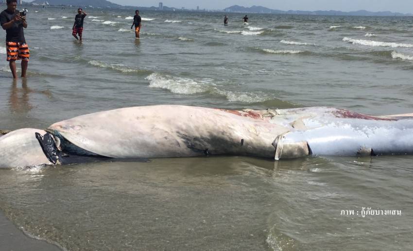 เศร้า! พบซากวาฬบรูด้าไม่มีหัว ลำตัวเน่าเปื่อยกลางทะเลบางแสน-จนท.เร่งตรวจสอบ  