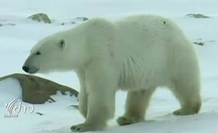 จำนวนประชากรหมีขั้วโลก ลดลงอย่างรวดเร็ว