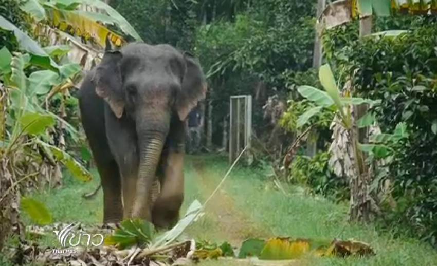 ปัญหา "ช้างป่า" กินผลไม้ในสวนของปชช. จ.จันทบุรี