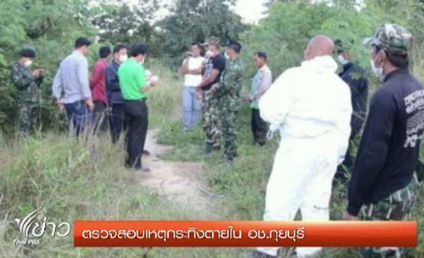 จนท.ตรวจสอบเหตุกระทิงตาย ในอุทยานแห่งชาติกุยบุรี จ.ประจวบฯ