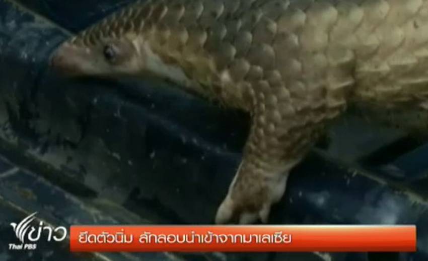 ตรวจยึดตัวนิ่ม กว่า 40 ตัว ลักลอบนำเข้าจากมาเลเซีย