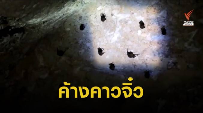 นักอนุรักษ์พบค้างคาวจิ๋วในถ้ำที่กระบี่ รอพิสูจน์สายพันธุ์