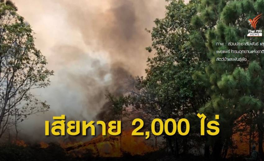 ไฟไหม้ป่าภูกระดึง ต้นสนอายุกว่า 100 ปี เสียหายหนัก